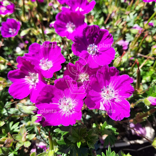 Geranium sanguineum 'Max Frei'