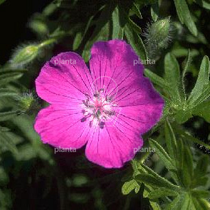 Geranium sanguineum