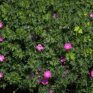 Geranium sanguineum
