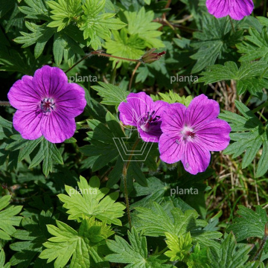 Geranium sanguineum