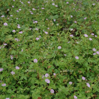 Geranium versicolor