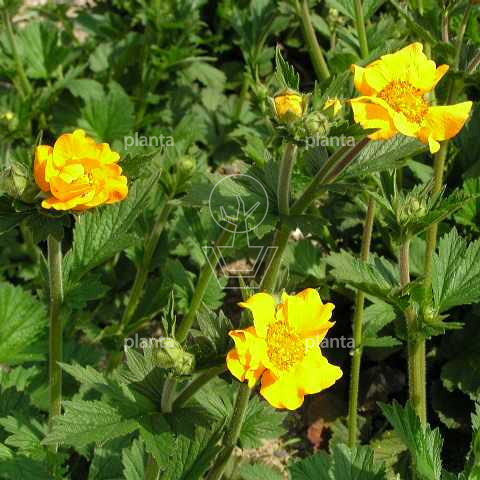 Geum chiloense 'Lady Stratheden'
