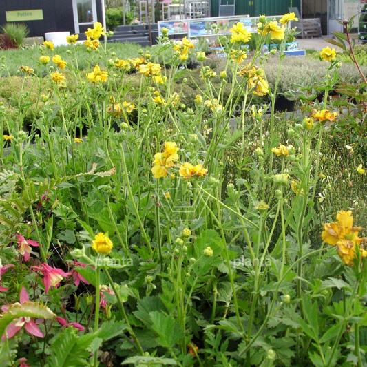 Geum chiloense 'Lady Stratheden'