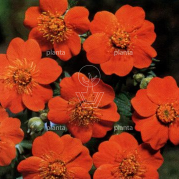 Geum coccineum 'Borisii'