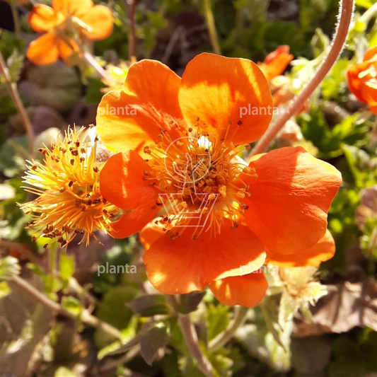 Geum coccineum 'Borisii'