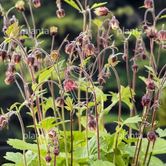 Geum rivale