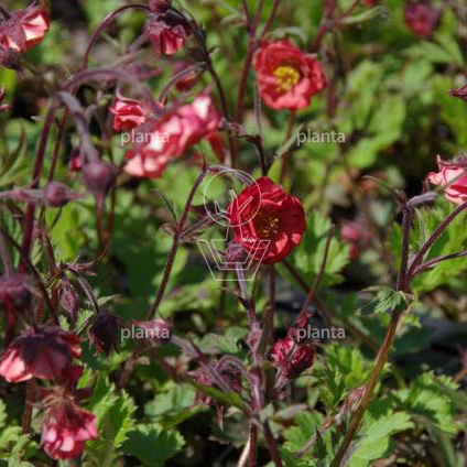 Geum rivale 'Flames of Passion'