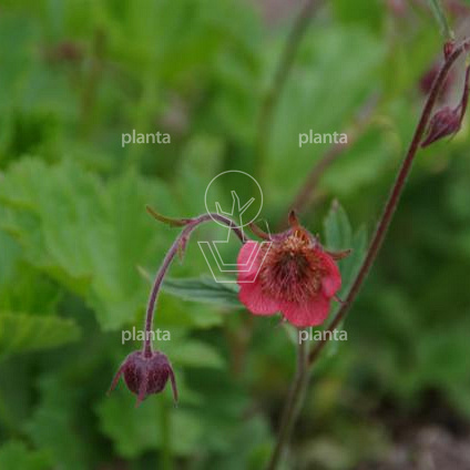 Geum rivale 'Leonard's Variety'