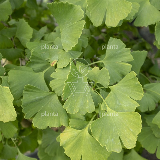 Ginkgo biloba