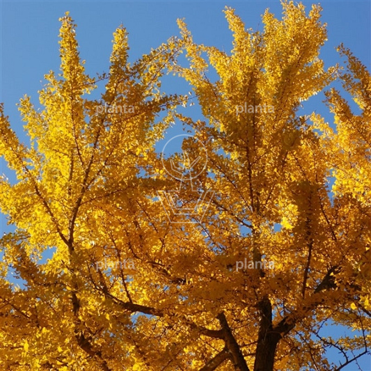Ginkgo biloba