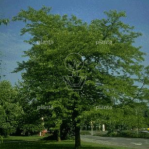 Gleditsia triacanthos
