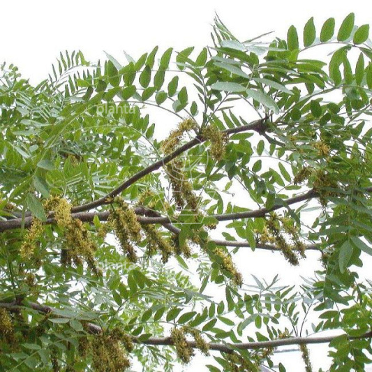 Gleditsia triacanthos
