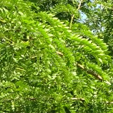 Gleditsia triacanthos inermis