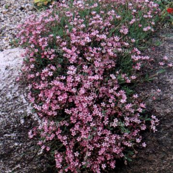 Gypsophila repens
