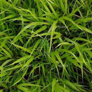Hakonechloa macra