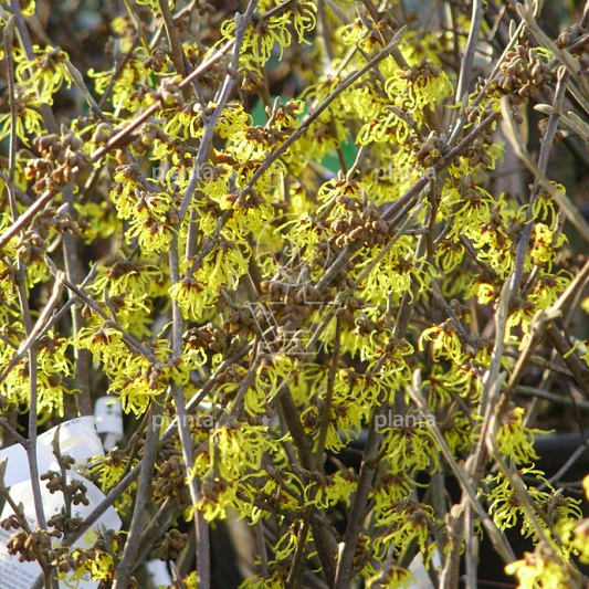Hamamelis intermedia 'Arnold Promise'