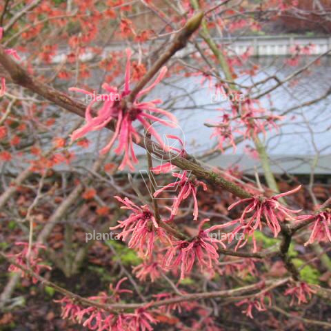 Hamamelis intermedia 'Ruby Glow'