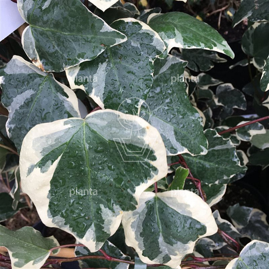Hedera algeriensis 'Gloire de Marengo'