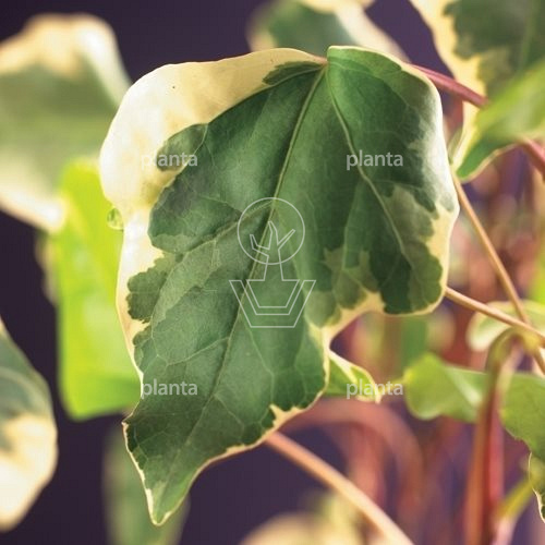 Hedera algeriensis 'Gloire de Marengo'