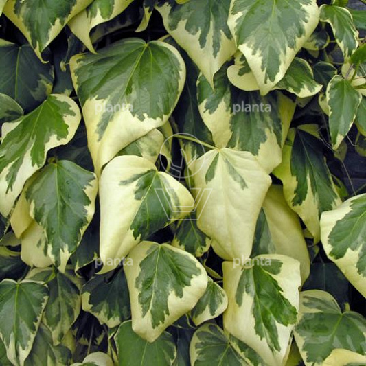 Hedera colchica 'Dentata Variegata'