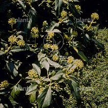 Hedera colchica 'Fall Favourite' (=Arborescens)