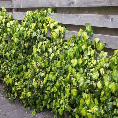 Hedera colchica 'Sulphur Heart'