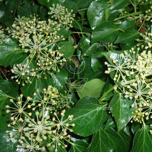 Hedera helix 'Arborescens'