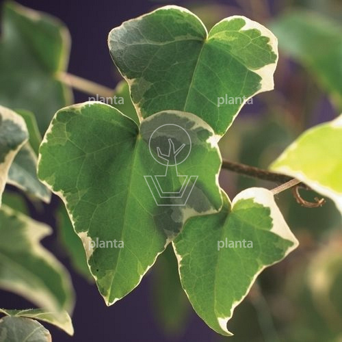 Hedera helix 'Glacier'