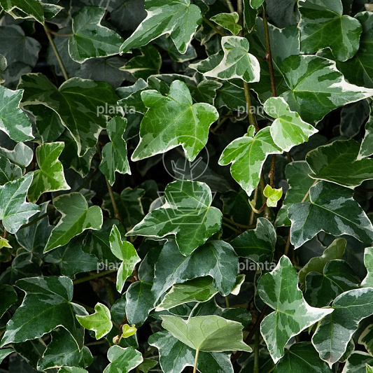 Hedera helix 'Glacier'