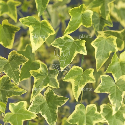 Hedera hel. 'Goldchild'
