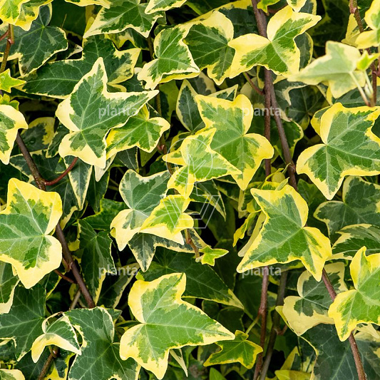 Hedera hel. 'Goldchild'
