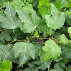 Hedera helix 'Green Ripple'
