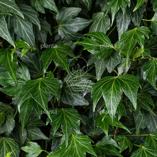Hedera helix 'Green Ripple'