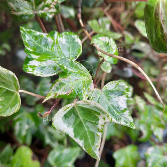 Hedera helix 'Kolibri'