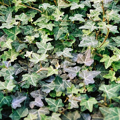 Hedera helix 'Plattensee'