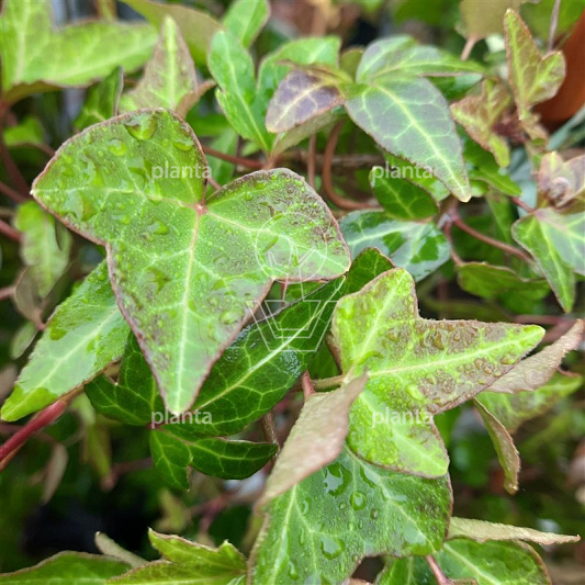 Hedera helix 'Shamrock'