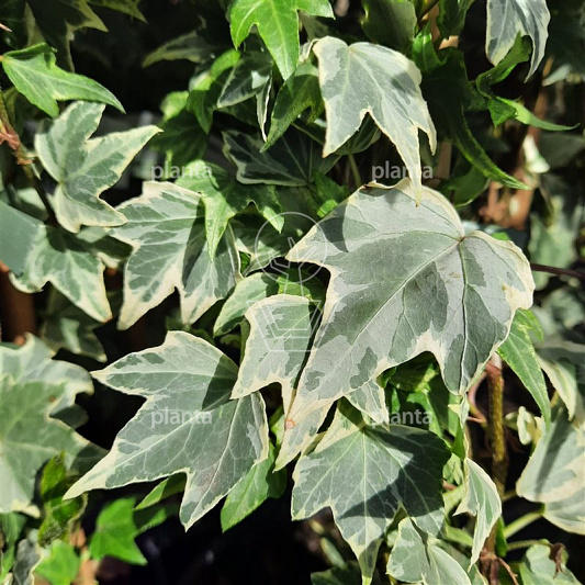 Hedera helix 'White Ripple'