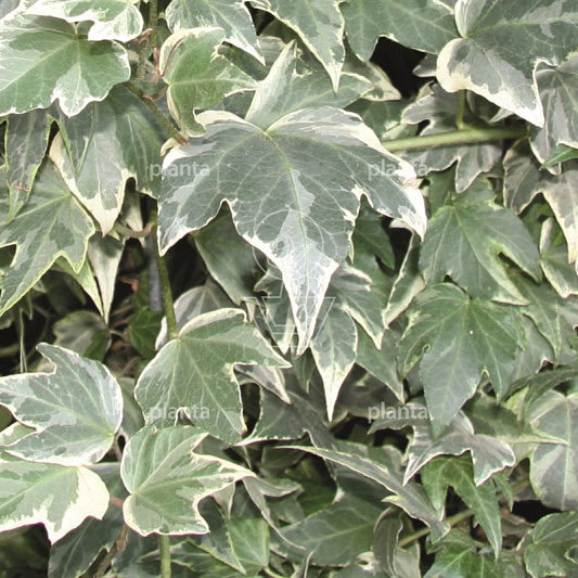 Hedera helix 'White Ripple'