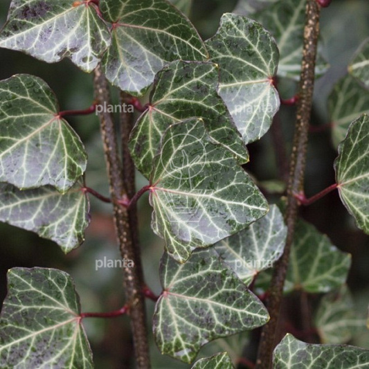 Hedera helix 'Woerner'