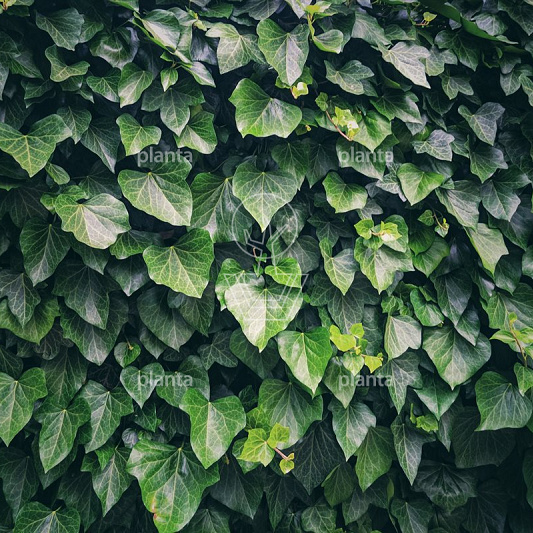 Hedera helix 'Woerner'