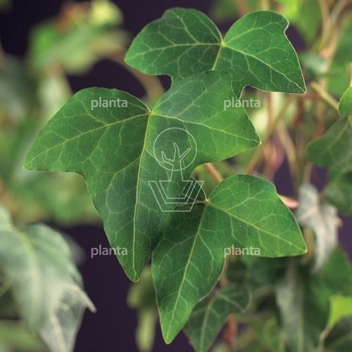 Hedera helix
