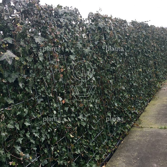 Hedera hibernica
