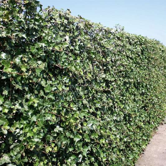 Hedera hibernica