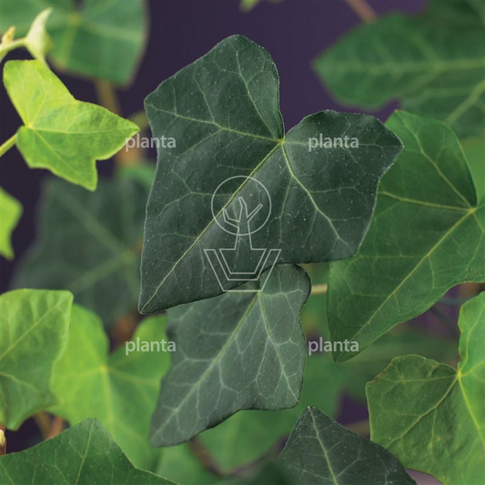 Hedera hibernica