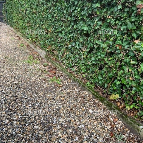 Hedera hibernica
