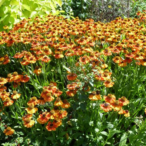Helenium 'Sahin's Early Flowerer'