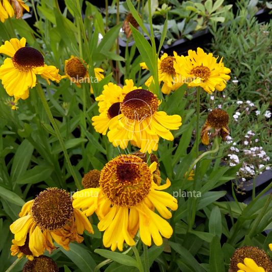 Helenium bigelovii 'The Bishop'