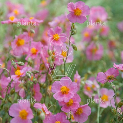 Helianthemum 'Lawrenson's Pink'