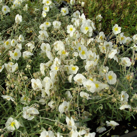 Helianthemum 'The Bride'