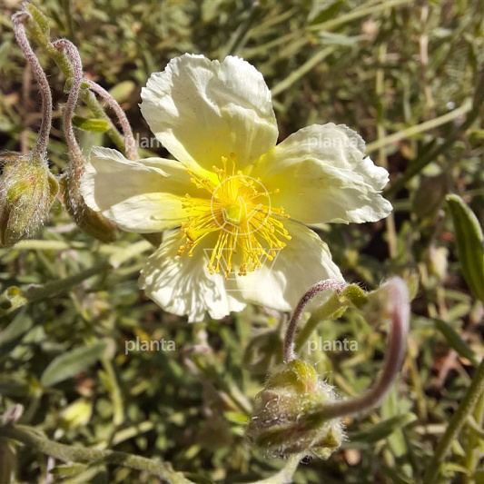 Helianthemum 'The Bride'
